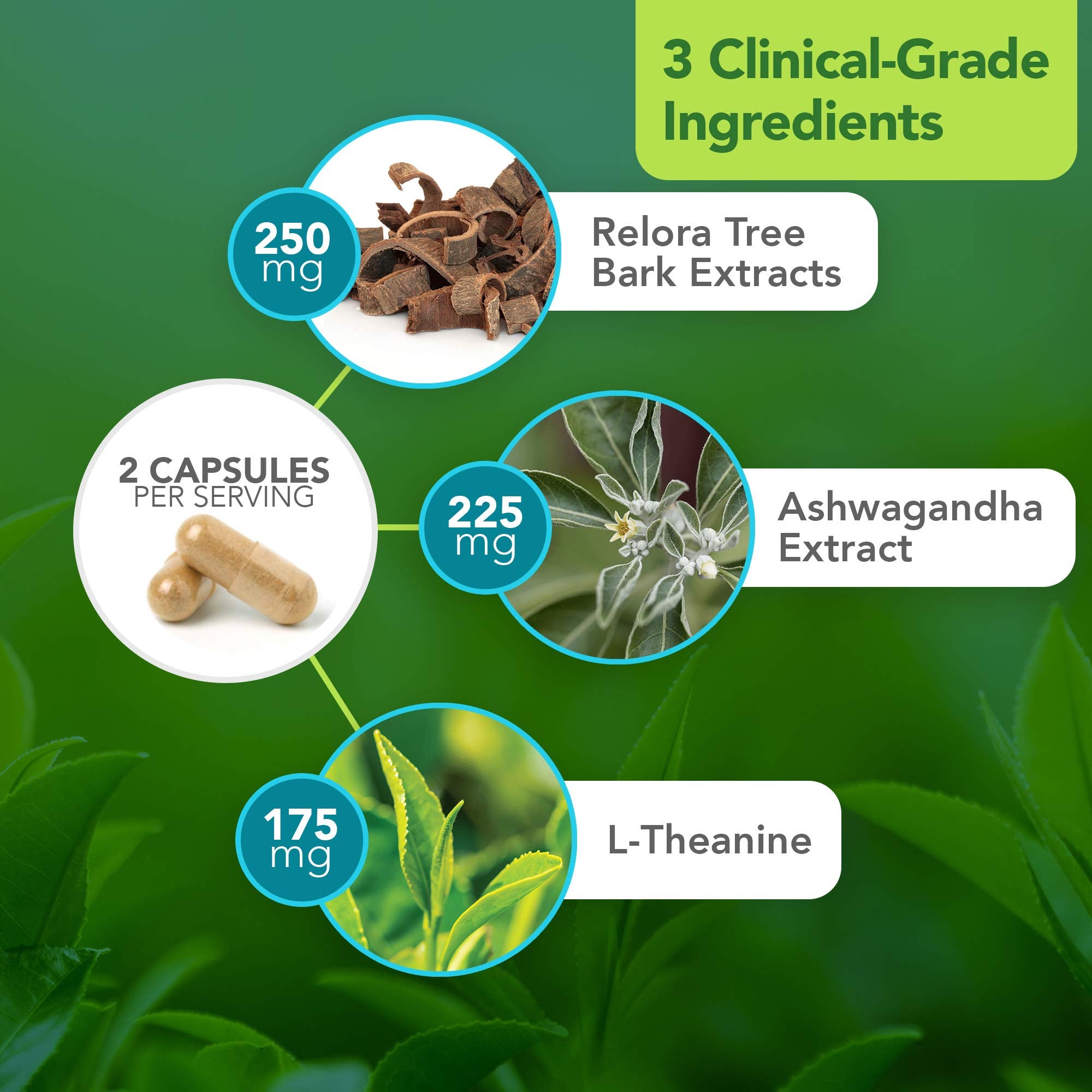 L-Theanine capsule close-up