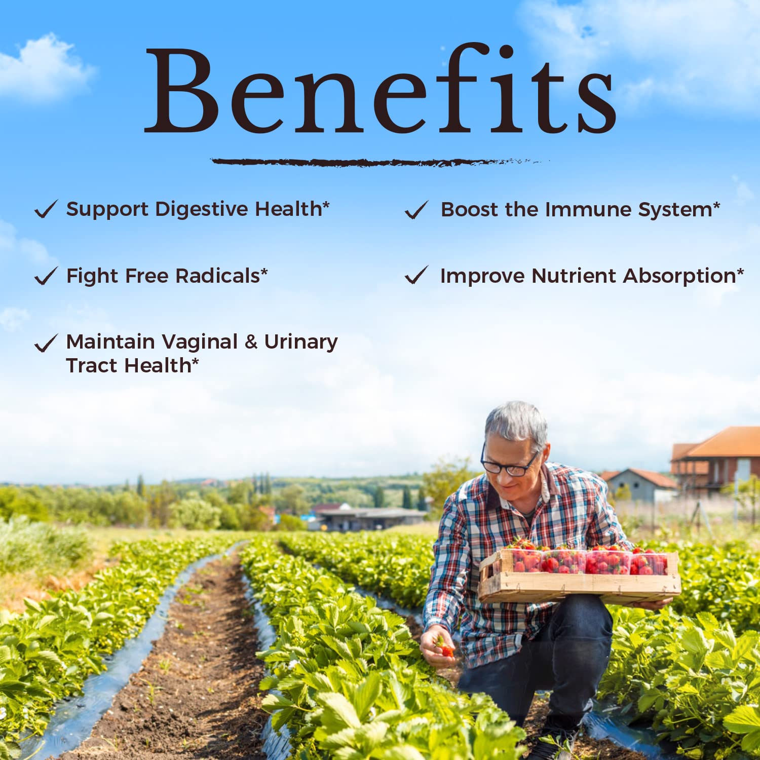 Vegan probiotics with prebiotics and cranberry