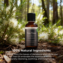 Leaves from Melaleuca alternifolia (tea tree) and oil