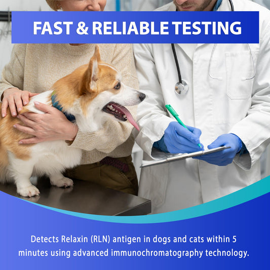 Relaxin hormone detection diagram for canine and feline pregnancy