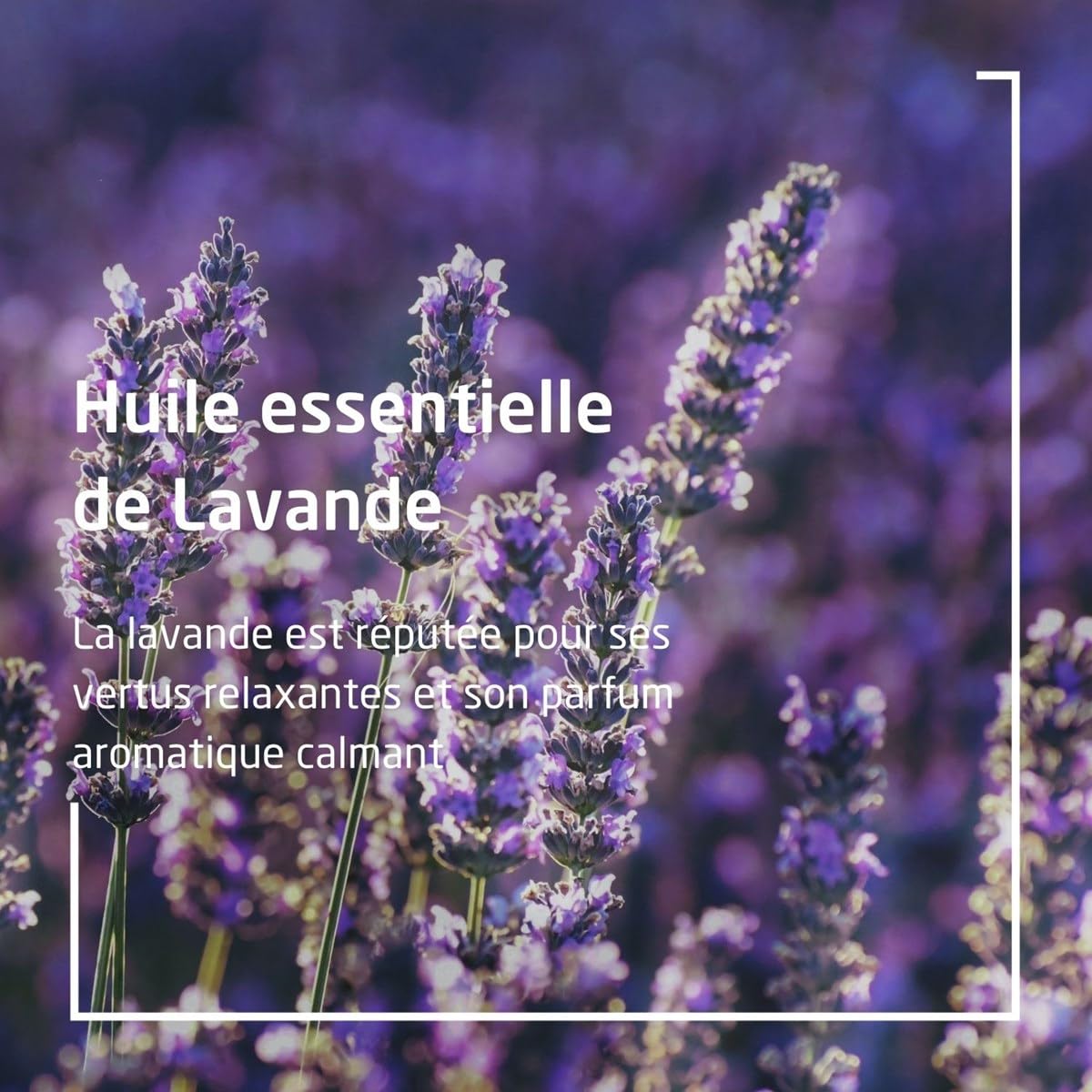 Lifestyle shot with lavender flowers and the body oil