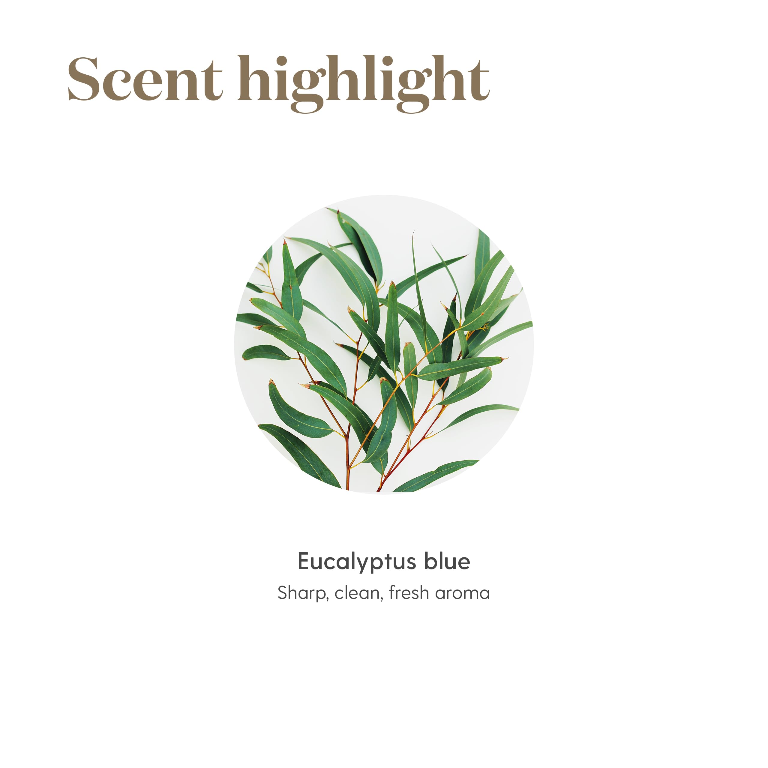 Spa-like wellness scene featuring eucalyptus aroma
