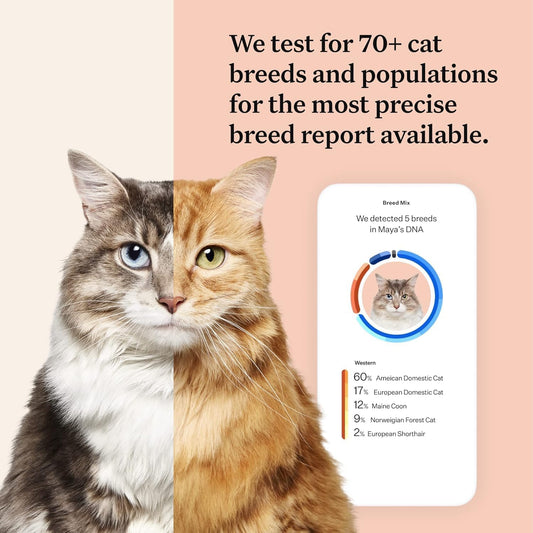 Box and kit contents laid out for Wisdom Panel cat DNA test