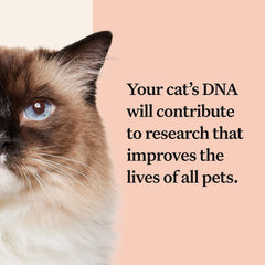Graphic showing 25+ traits and cat blood type information