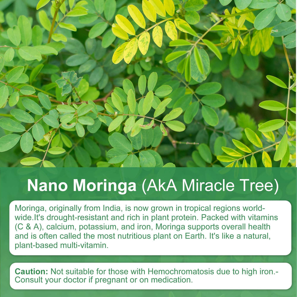 Xemenry Moringa Capsules packaging box
