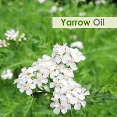 Close-up of Yarrow Essential Oil bottle label