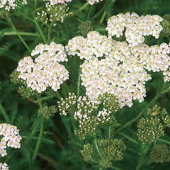 Outdoor setting showing Yarrow Hydrosol mist for garden or patio