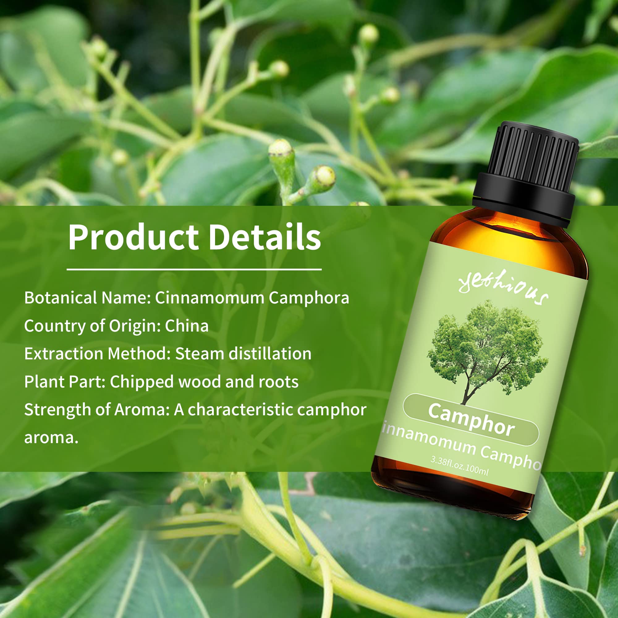 Massage using camphor essential oil diluted in carrier oil
