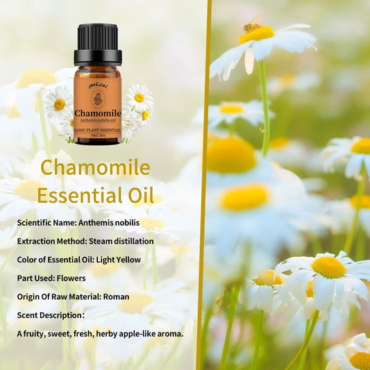 Close-up of chamomile and sandalwood essential oil bottles