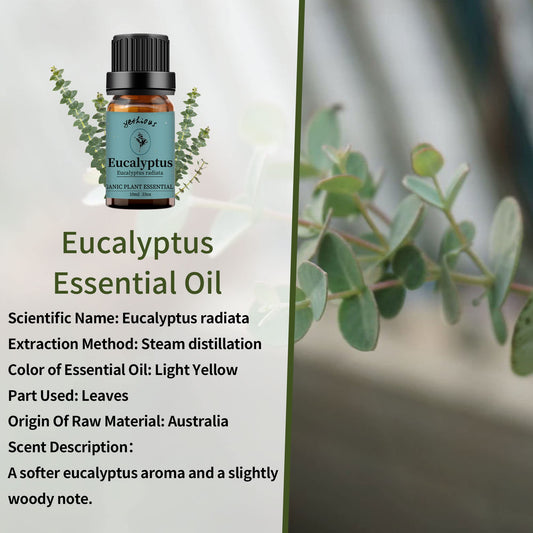 Close-up of eucalyptus leaves and essential oil bottle