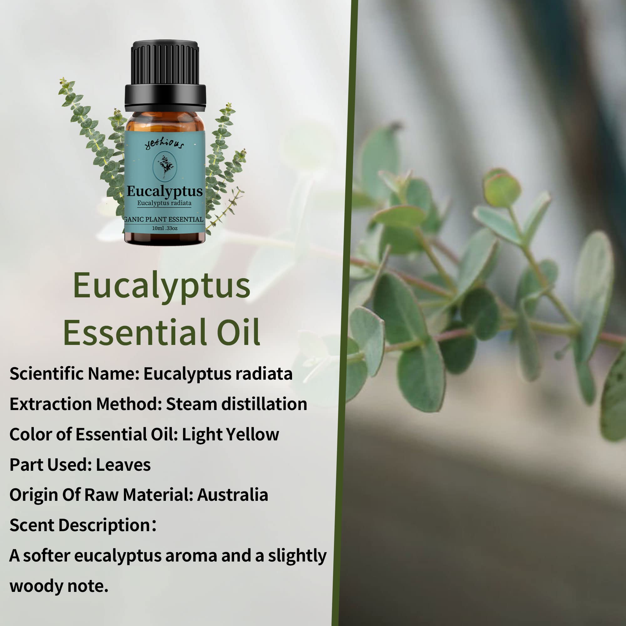 Bottle of eucalyptus essential oil with eucalyptus leaves