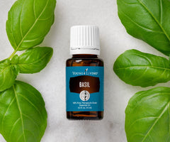 Young Living Basil Essential Oil aroma supports focus during meditation.