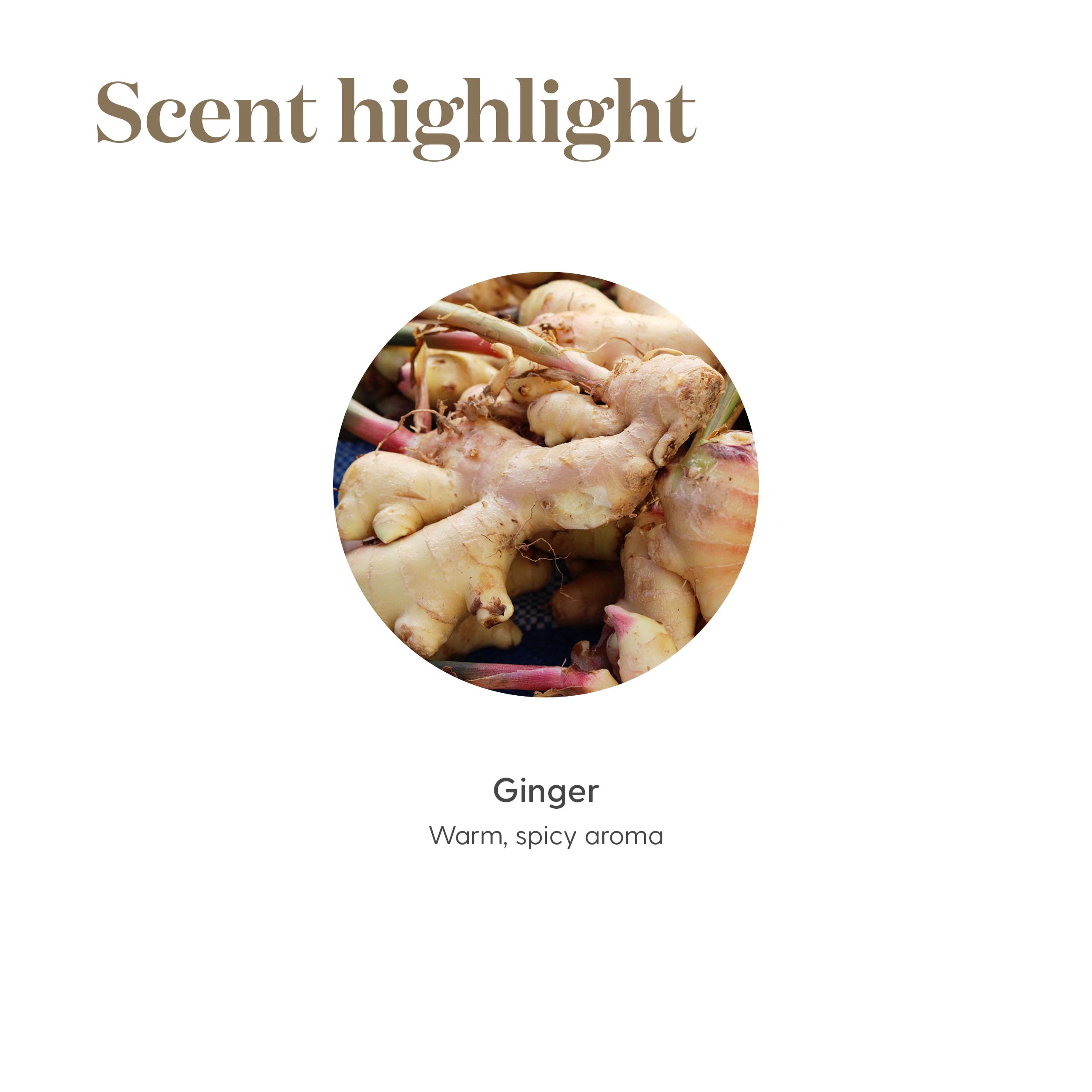 Young Living Ginger Vitality ginger root close-up—fresh essence sparks warm recipes