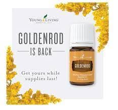 Young Living Goldenrod essential oil diffuser scene with warm uplifting aroma