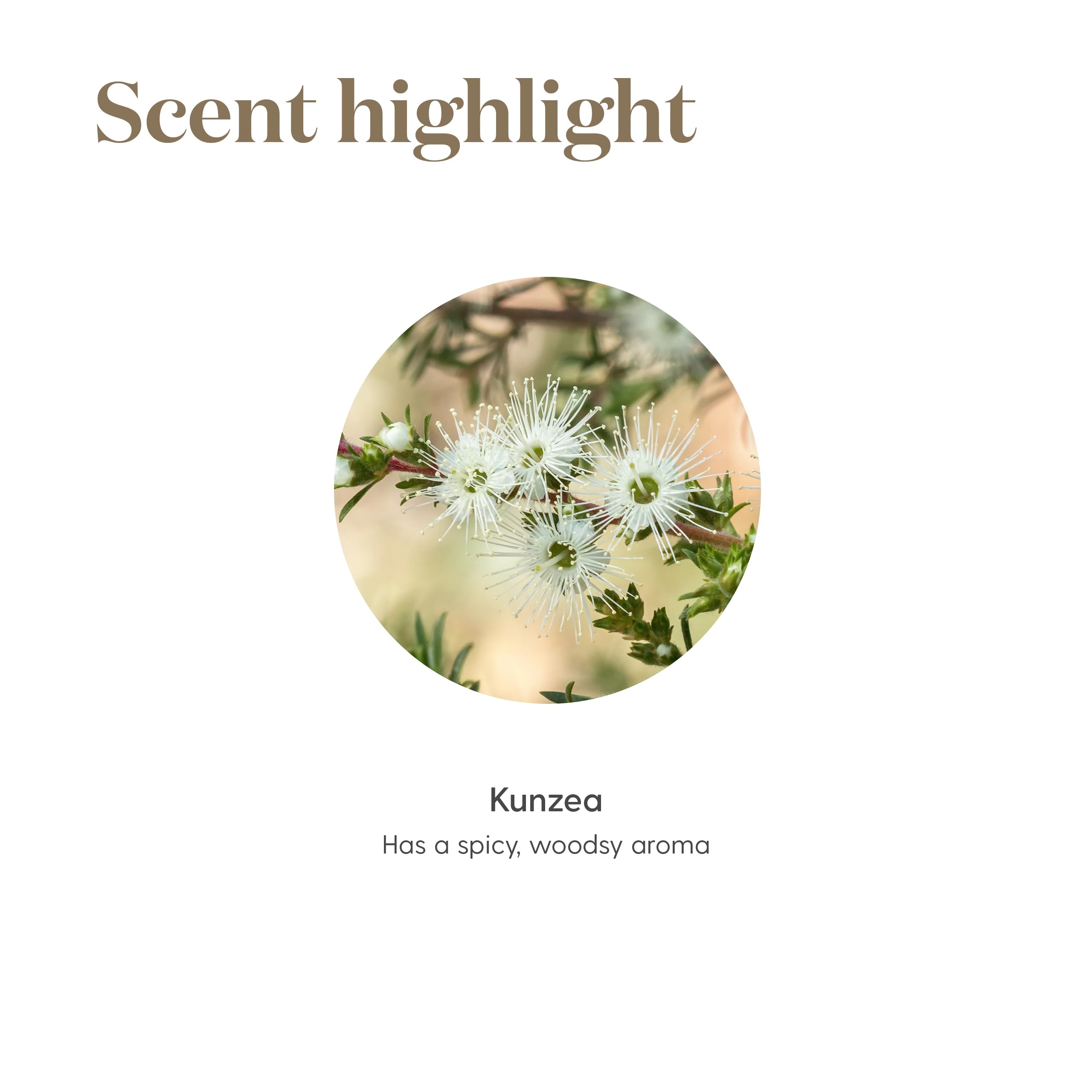 Young Living Kunzea essential oil 5ml massage for gentle relief.