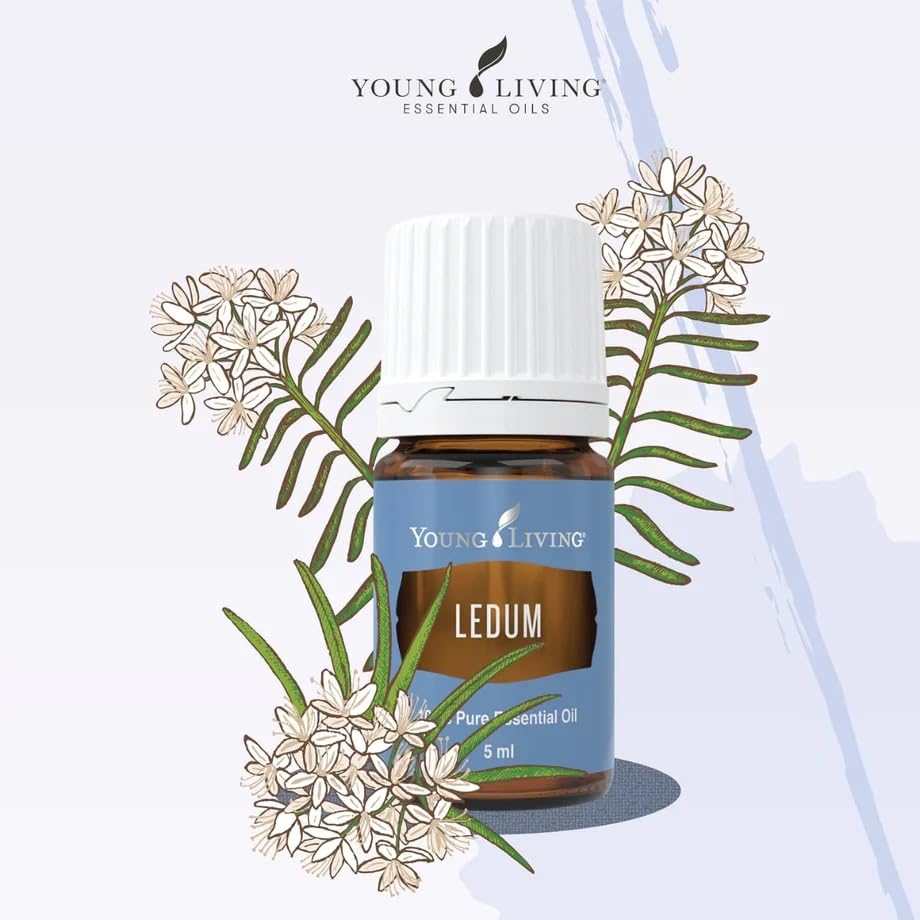 Young Living Ledum essential oil in a diffuser scene to foster calm yoga practice.
