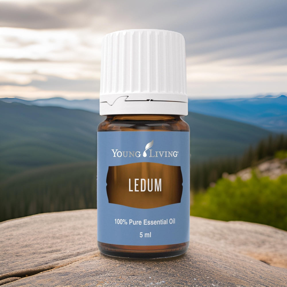 Young Living Ledum essential oil ideal for massage sessions and relaxation.