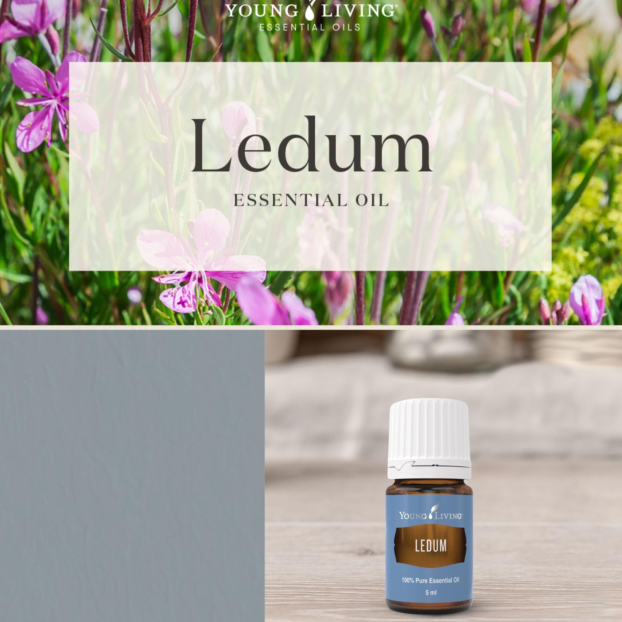 Young Living Ledum essential oil steam-distilled bottle highlighting purity for sacred rituals.