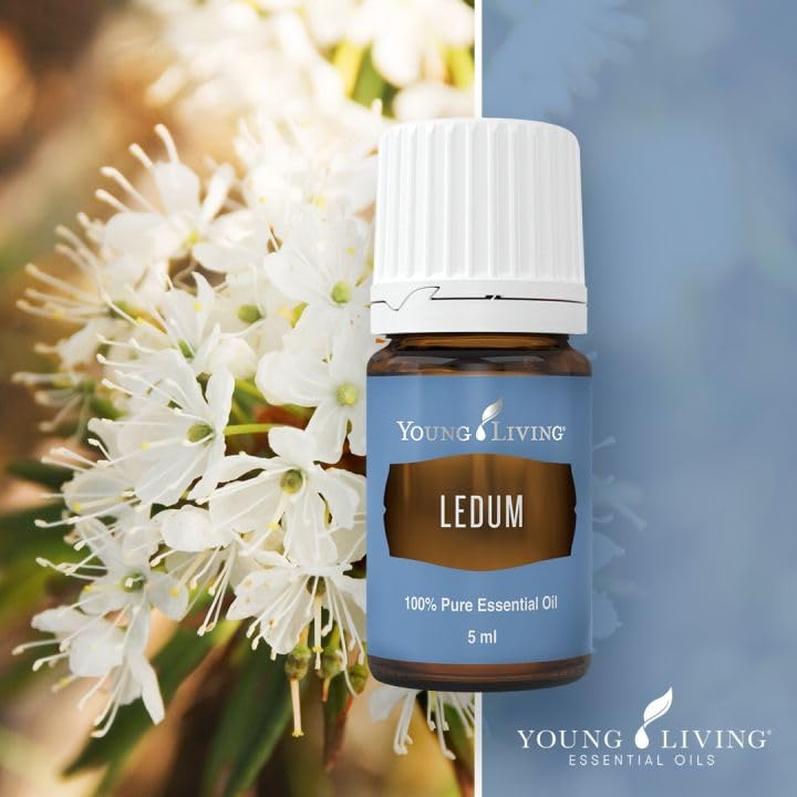 Young Living Ledum aroma enhances yoga and mindful breathing exercises.