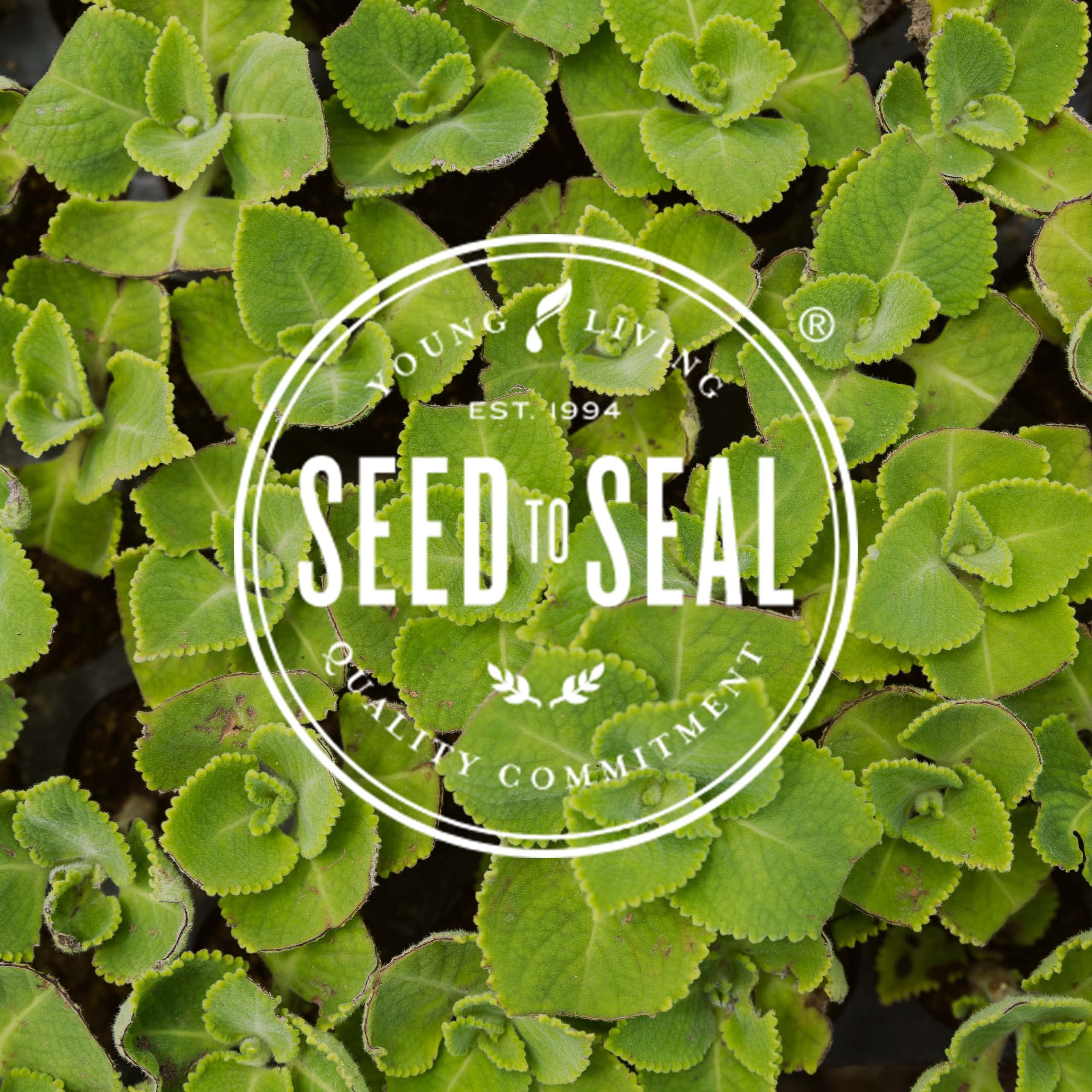 Young Living MultiGreens packaging display emphasizing Seed to Seal purity.