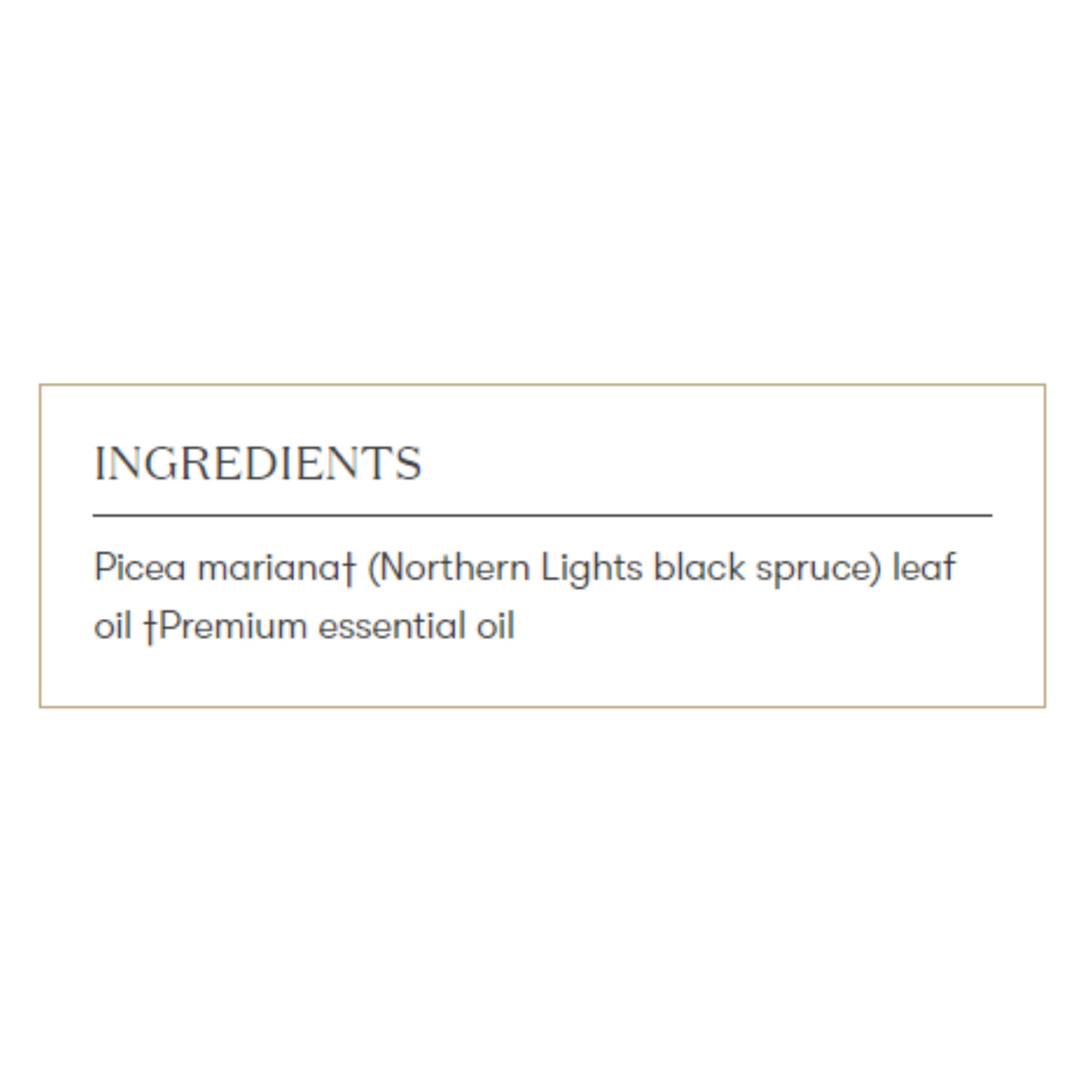 Young Living Northern Black Spruce diffuser use showing inviting, uplifting scent for focus and refreshment.