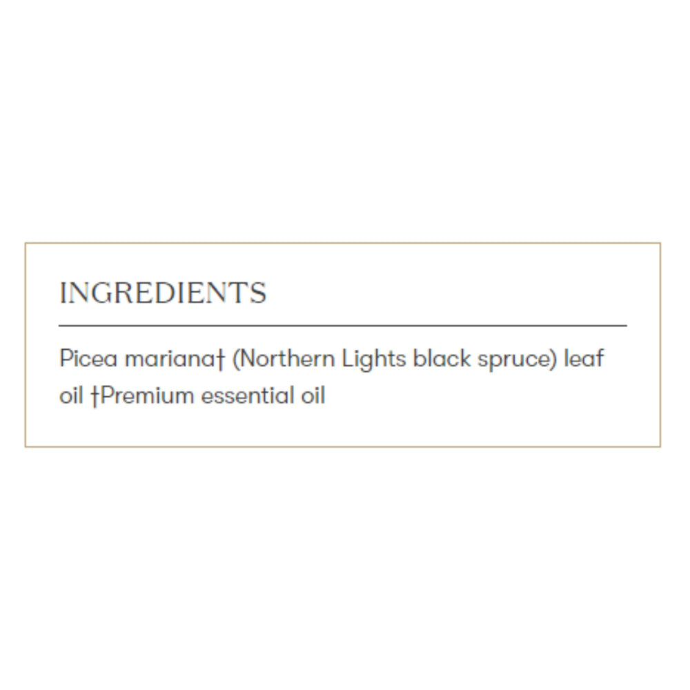 Young Living Northern Black Spruce diffuser use showing inviting, uplifting scent for focus and refreshment.