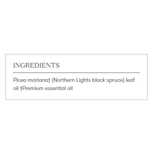 Young Living Northern Black Spruce diffuser use showing inviting, uplifting scent for focus and refreshment.