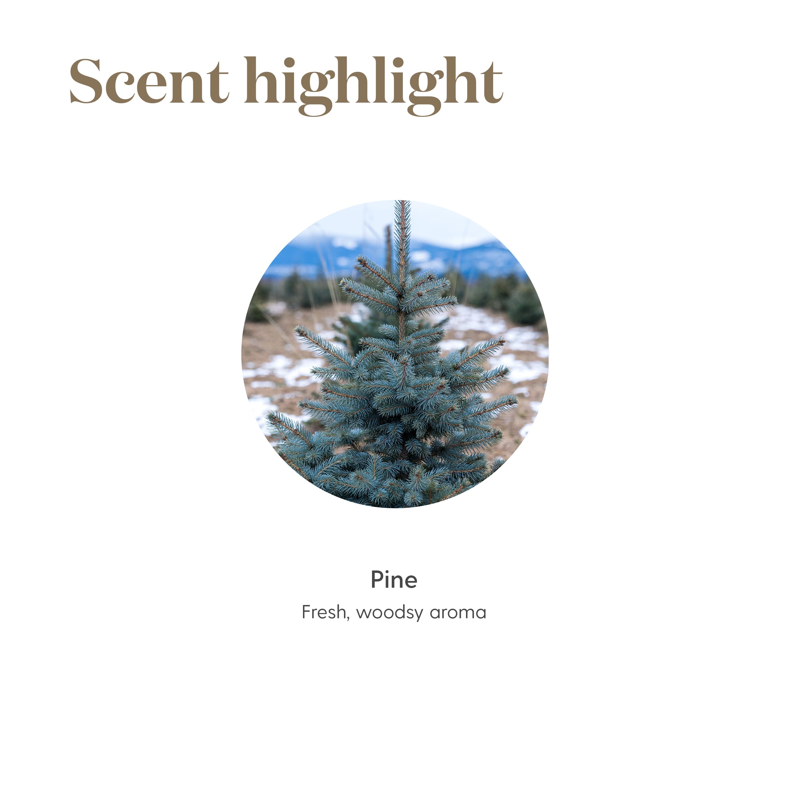 Diffuser emitting Pine essential oil fragrance